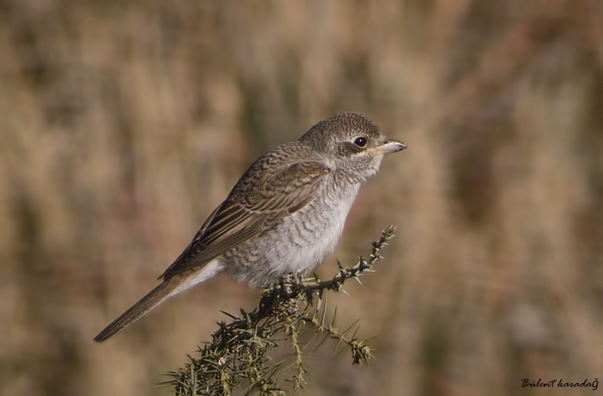 Woodchat Shrike